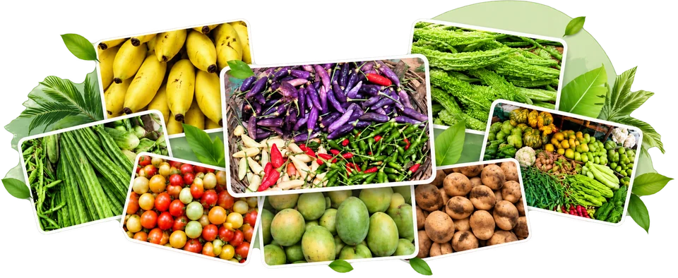 Fresh local produce collage with bananas, chillies, bitter gourds, drumsticks, tomatoes, mangoes, and potatoes.